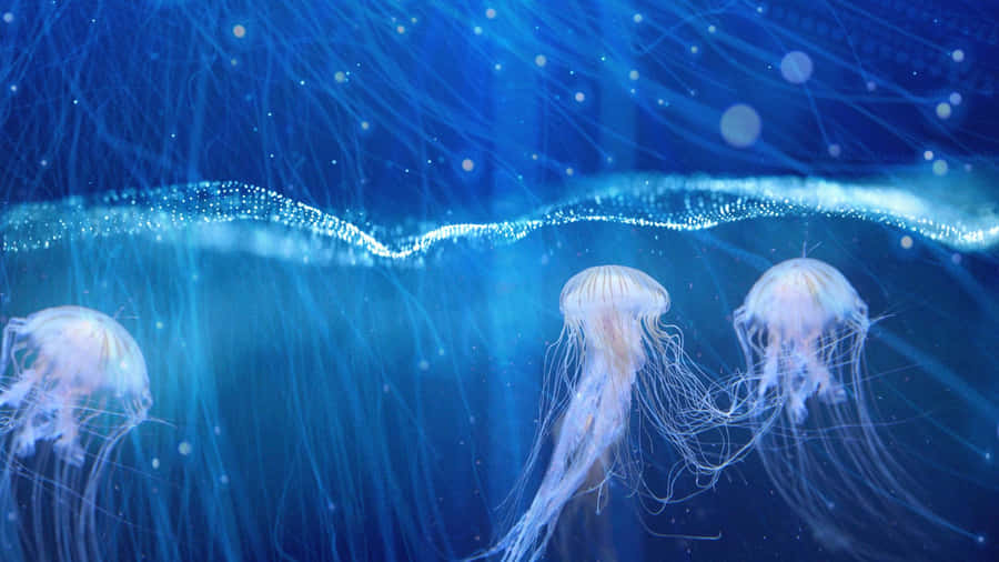 Cute Jellyfish In Ocean Wallpaper