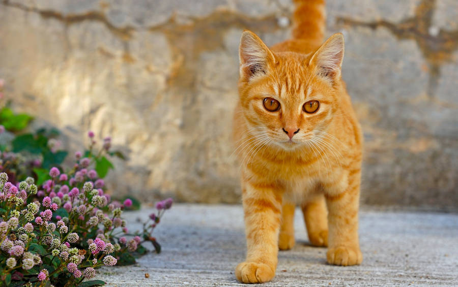 Cute Kitten Walking Beside Flowers Wallpaper