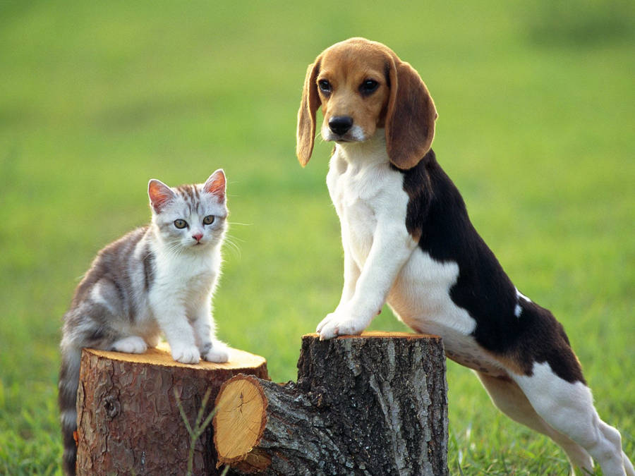 Cute Kitten With Beagle Wallpaper