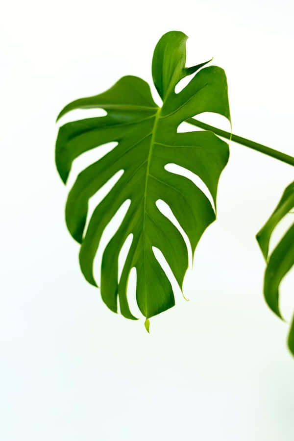 Cute Monstra Plant Leaf Wallpaper