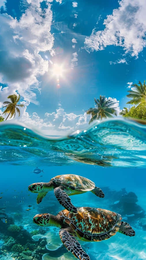 Cute Ocean Turtles Wallpaper