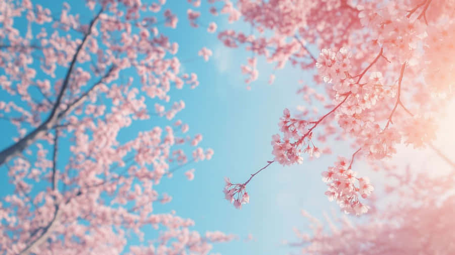 Cute Pastel Spring Blossoms Wallpaper