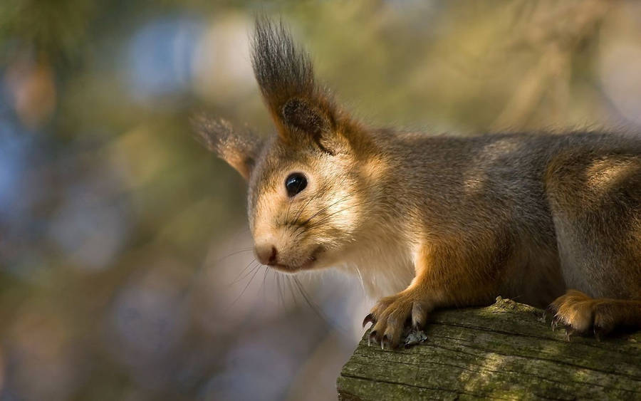 Cute Red Squirrel Animal Wallpaper