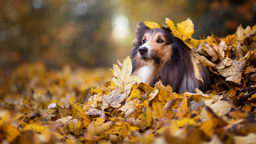 Cute Shetland Sheepdog In Autumn Leaves Wallpaper