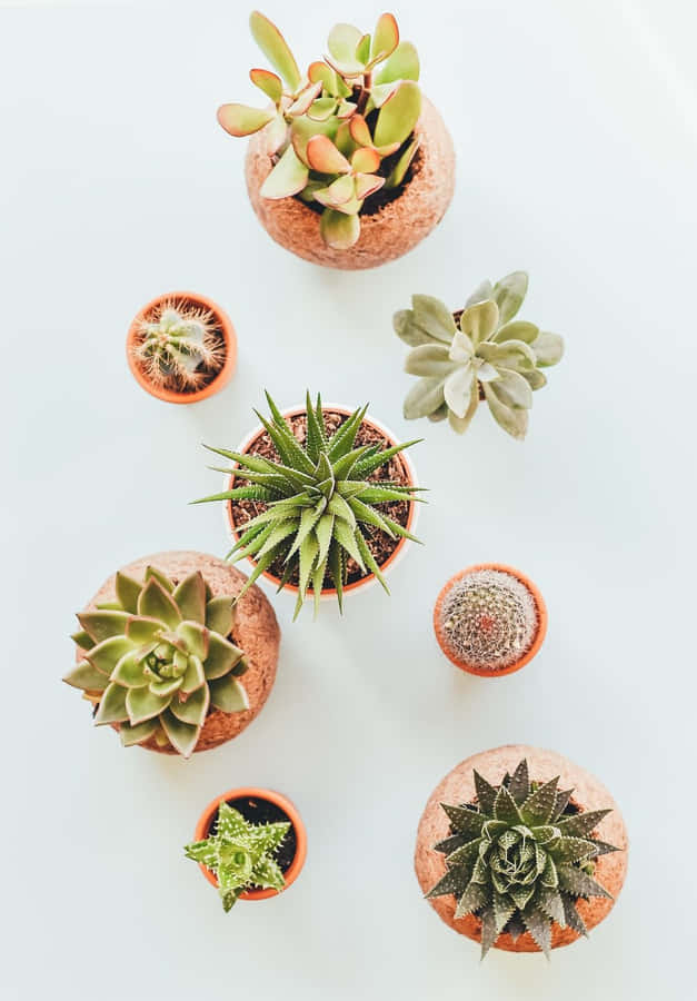 Cute Succulent Plant Aesthetic Phone Wallpaper