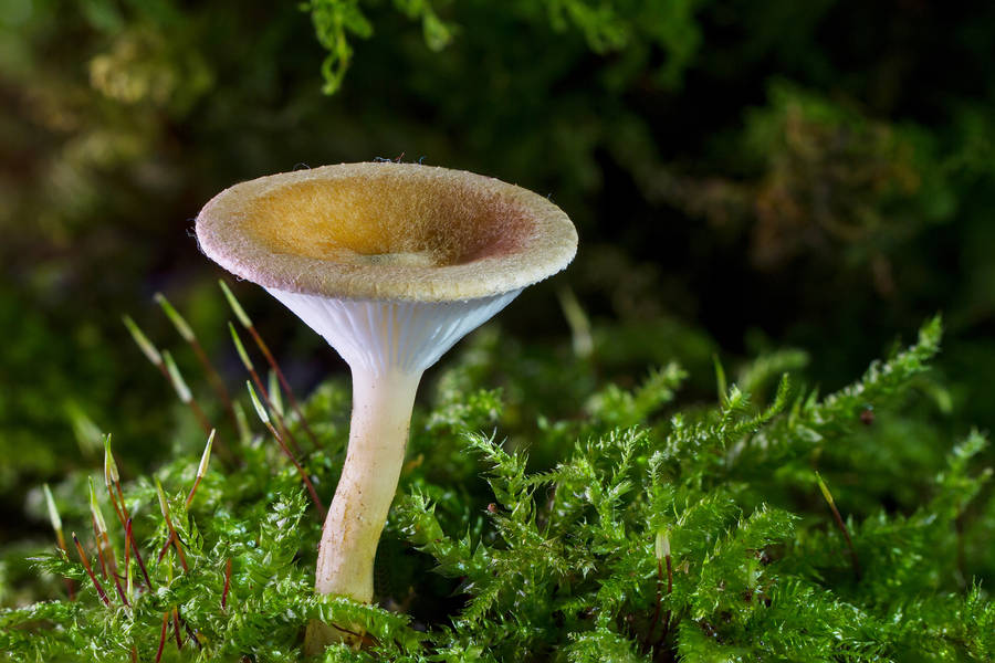Cute Tall Mushroom On Green Moss Wallpaper
