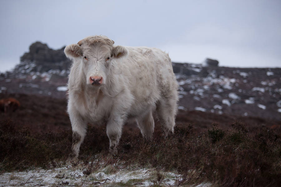 Cute White Cow On Mountain Looking Ahead Wallpaper