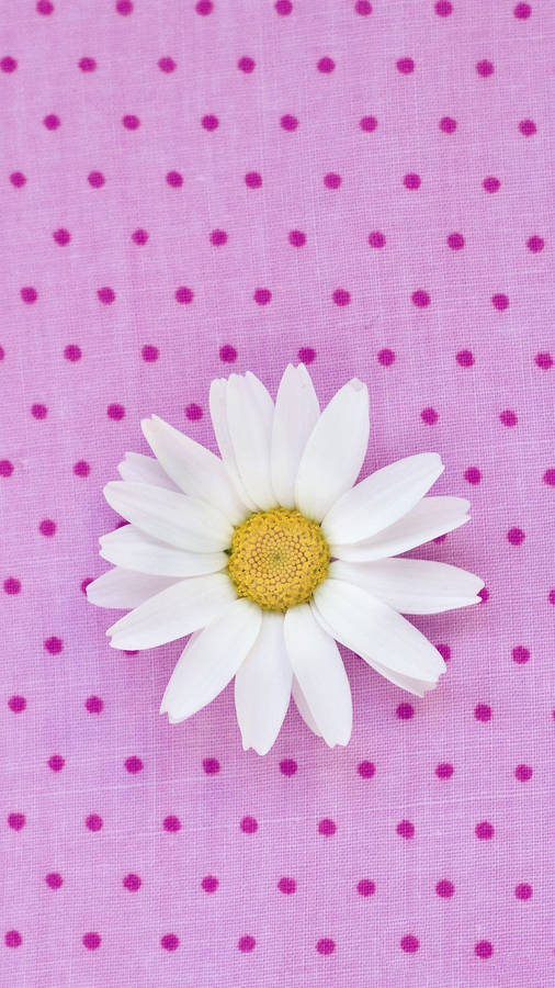 Cute White Daisy Iphone Wallpaper
