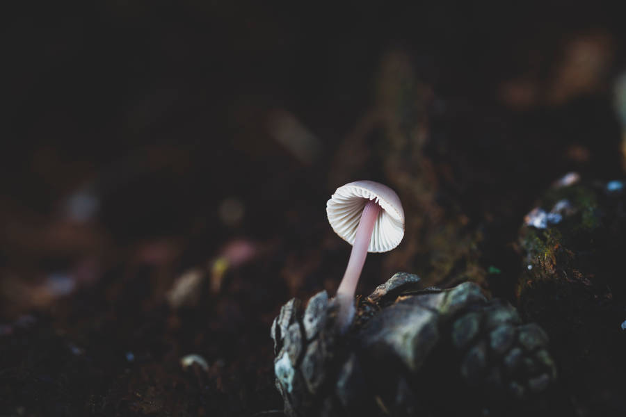 Cute White Mushroom In Darkness Wallpaper