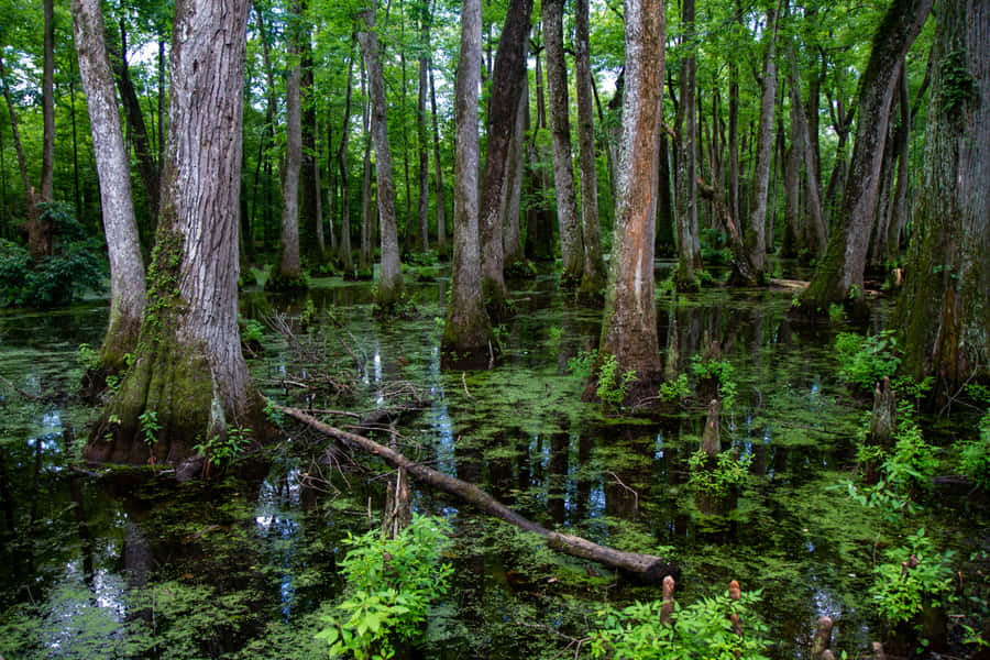 Cypress Swamp Mississippi Wallpaper