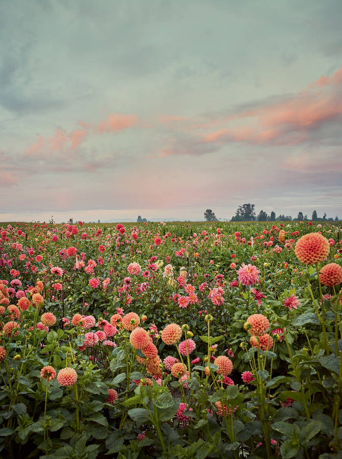 Dahlia Flower Farm Wallpaper