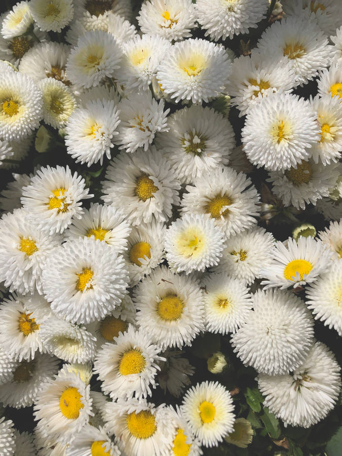 Daisies For Days: A Beautiful Aesthetic For The Summer Wallpaper