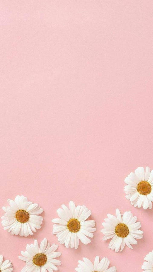 Daisies In Pink Pretty Aesthetic Wallpaper