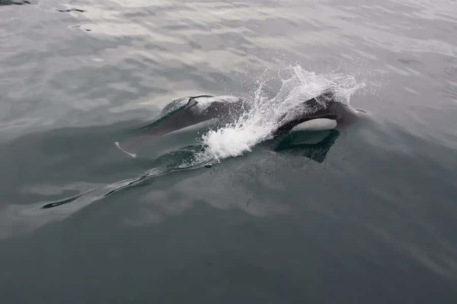 Dalls Porpoise Swimmingin Ocean Wallpaper