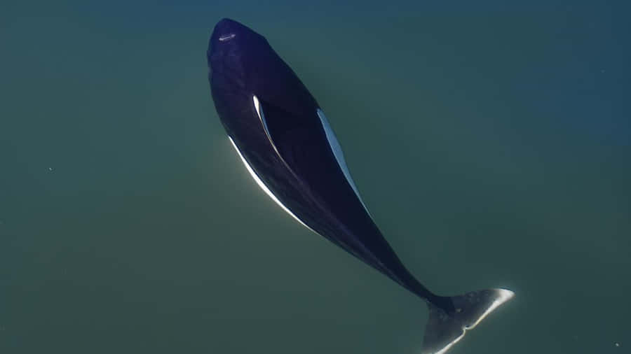 Dalls Porpoise Underwater View.jpg Wallpaper