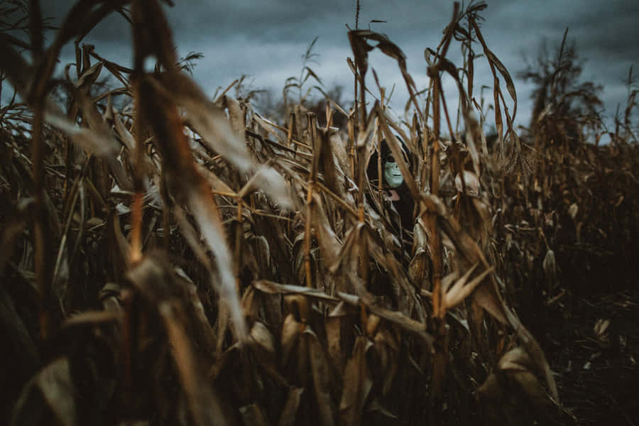 Dare To Explore The Spooky Corn Mazes And Uncover Their Secrets! Wallpaper