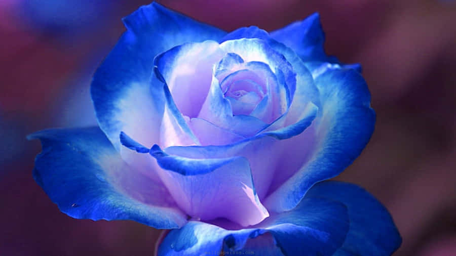 Dark Blue Rose Abstract 1920 X 1080 Wallpaper