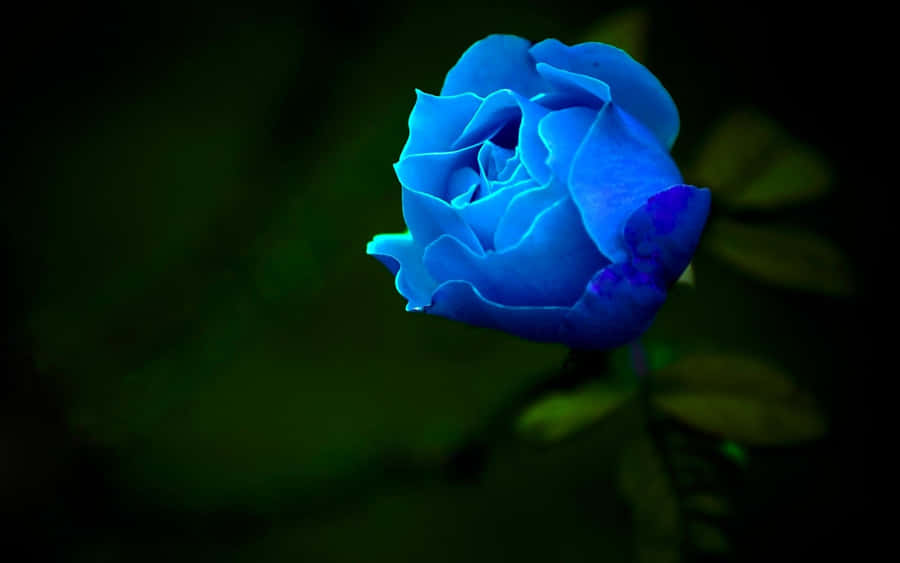 Dark Blue Rose Abstract 1920 X 1200 Wallpaper