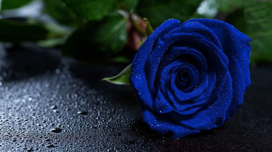 Dark Blue Rose Abstract Wallpaper