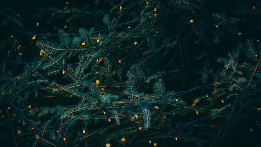 Dark Christmas Evergreenwith Lights Wallpaper