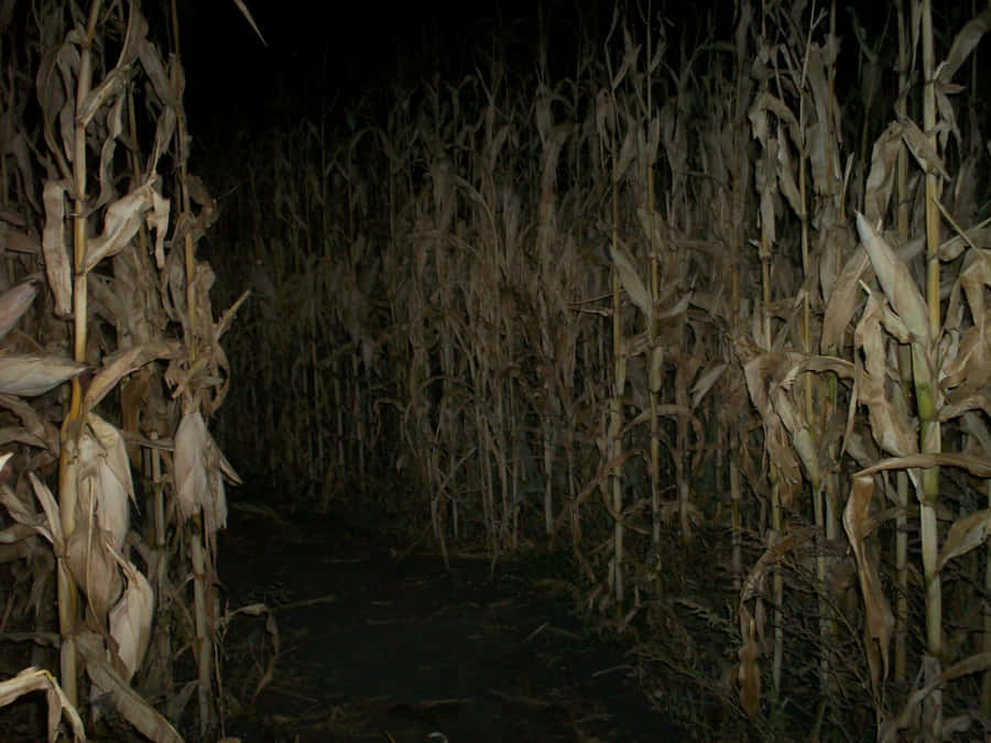 Dark_ Cornfield_ Pathway Wallpaper