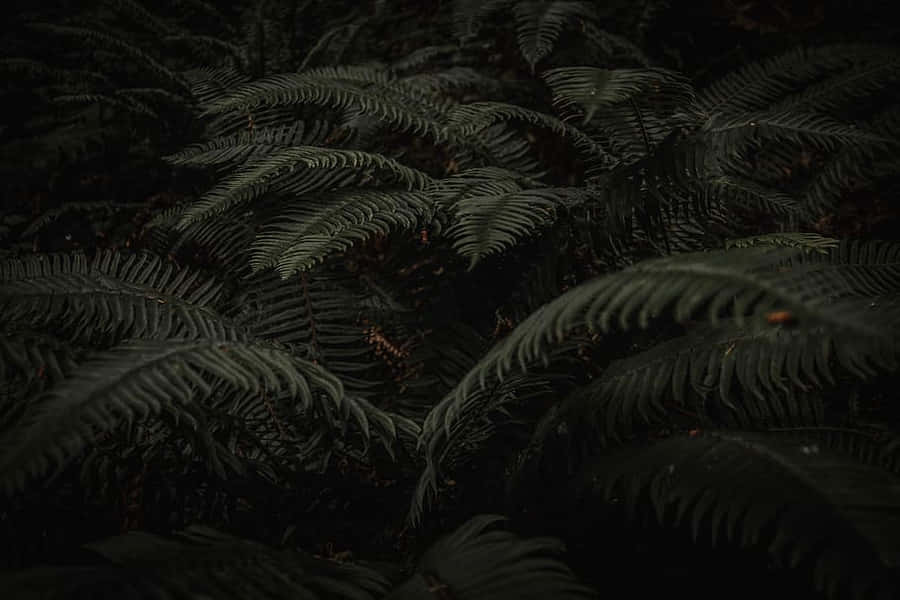 Dark Ferns Moody Nature Backdrop Wallpaper