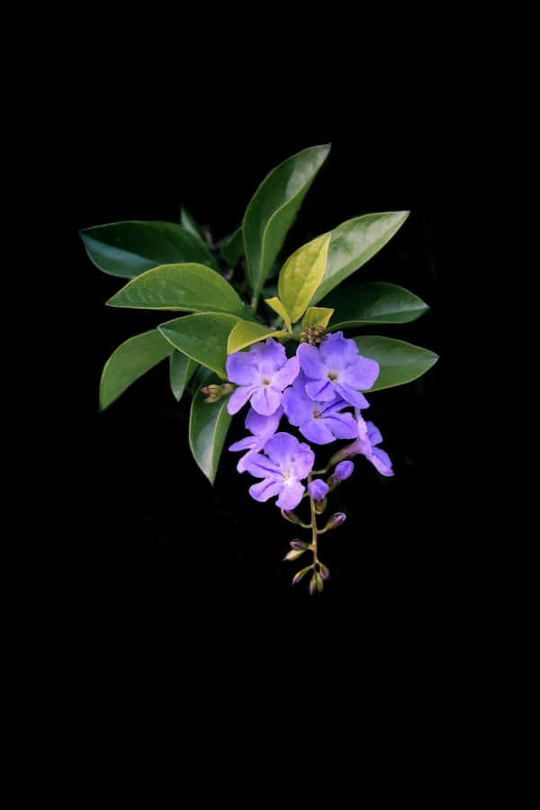 Dark Florali Phone Wallpaper Purple Blooms Wallpaper