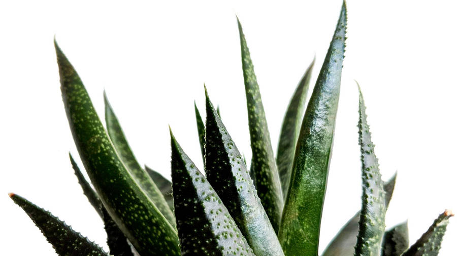 Dark Green Aloe Vera Wallpaper