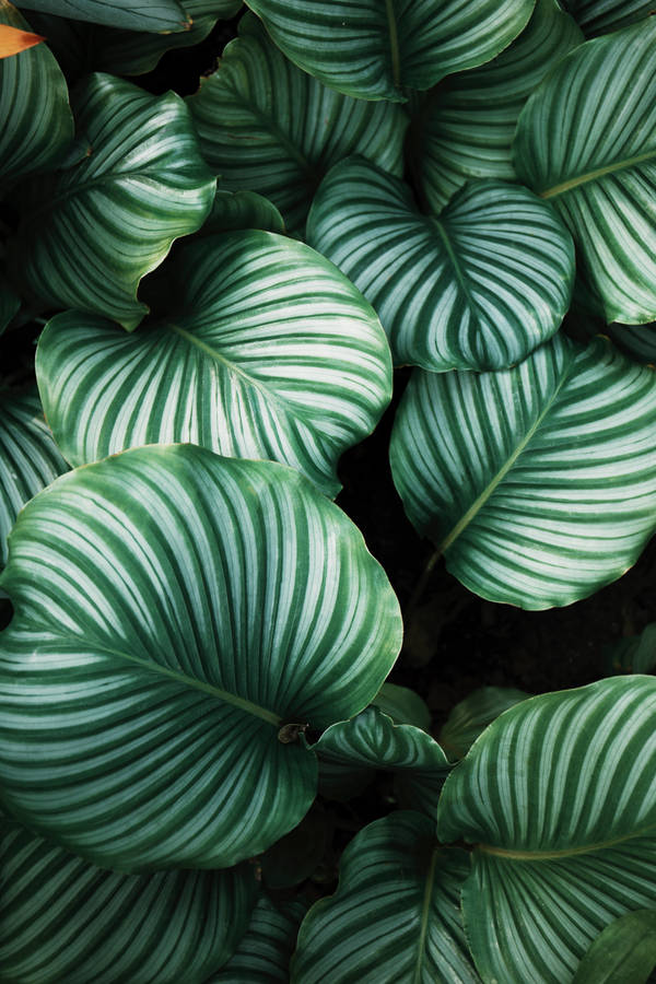 Dark Green Monstera Leaves Wallpaper