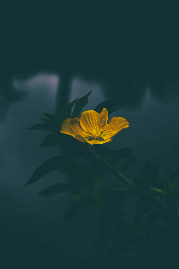 Dark Moody Floral Glow.jpg Wallpaper