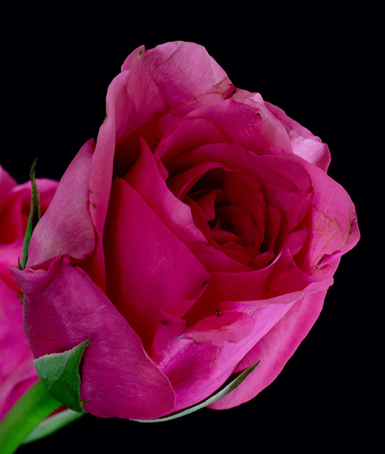 Dark Pink Rose Black Background.jpg Wallpaper