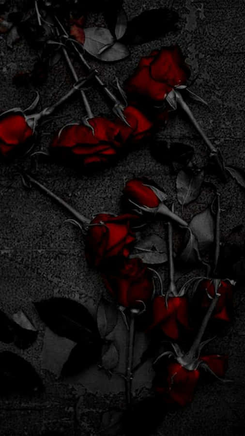 Dark Red Aesthetic Deep Red Roses Wallpaper