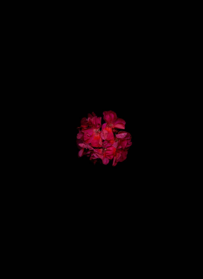 Dark Red Floral Petals Wallpaper