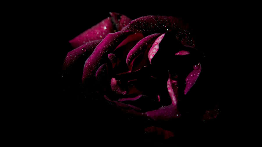 Dark Rose Of Desire Wallpaper