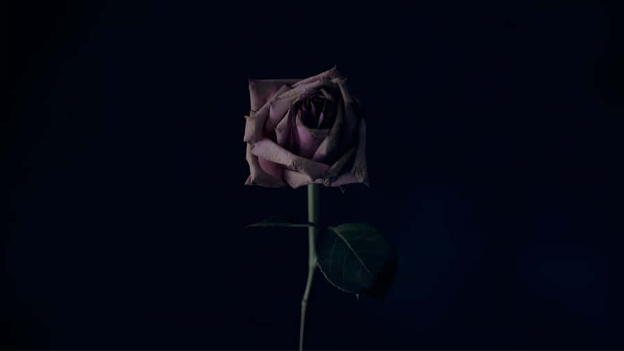 Dark Rose Of Forbidden Love Wallpaper