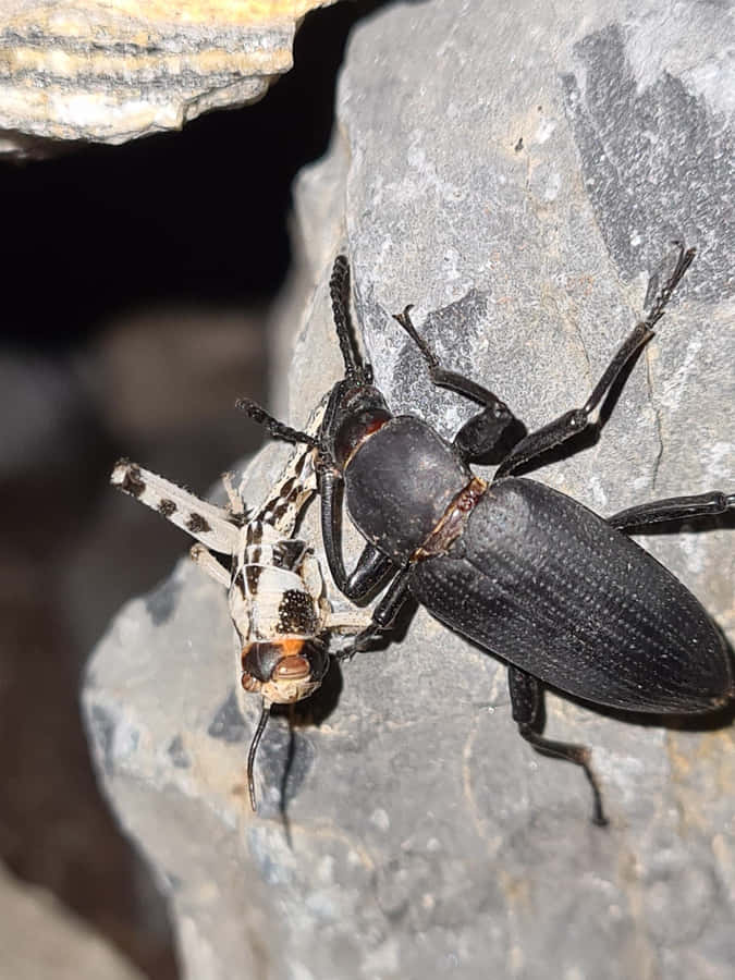 Darkling Beetleon Rock Wallpaper