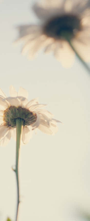 Dazzling City Nightscape Wallpaper