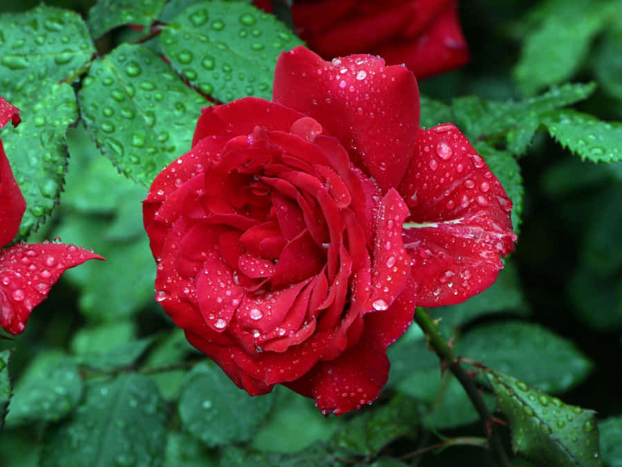 Dazzling Red Roses Laptop Backdrop Wallpaper