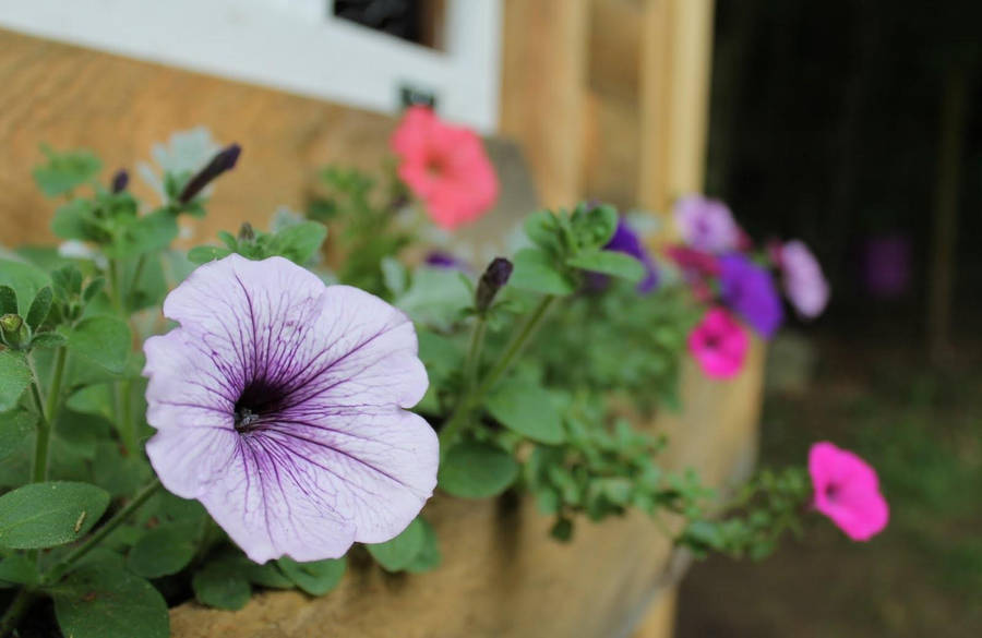 Dazzling Sharp Petunias Wallpaper