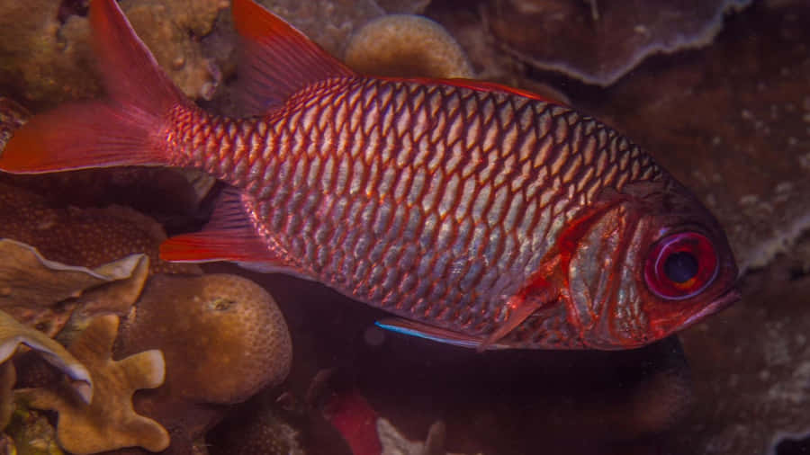 Dazzling Soldierfish Swimming In Blue Depths Wallpaper