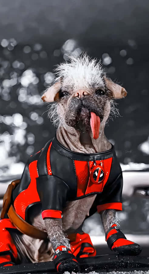 Deadpool Dog Costume Wallpaper