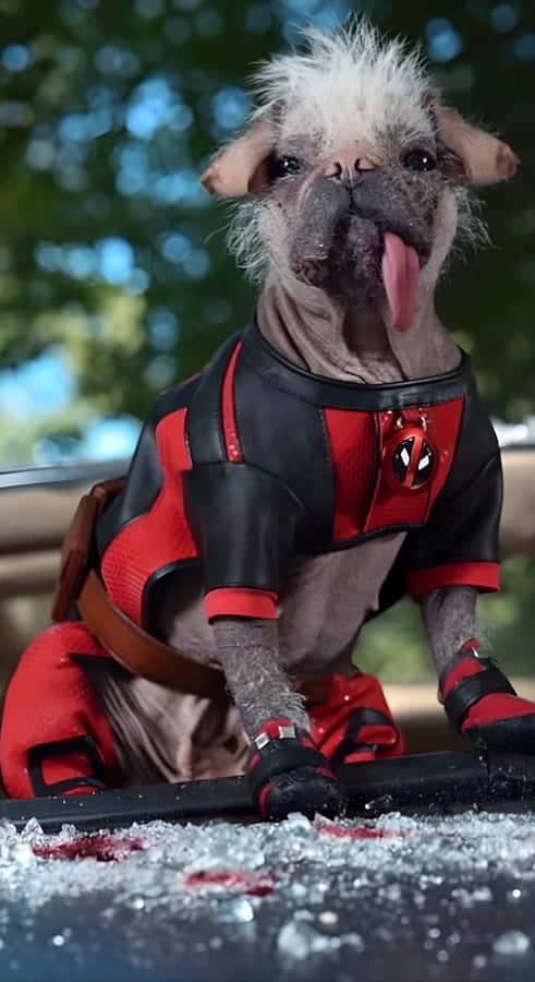 Deadpool Dog Costume Wallpaper