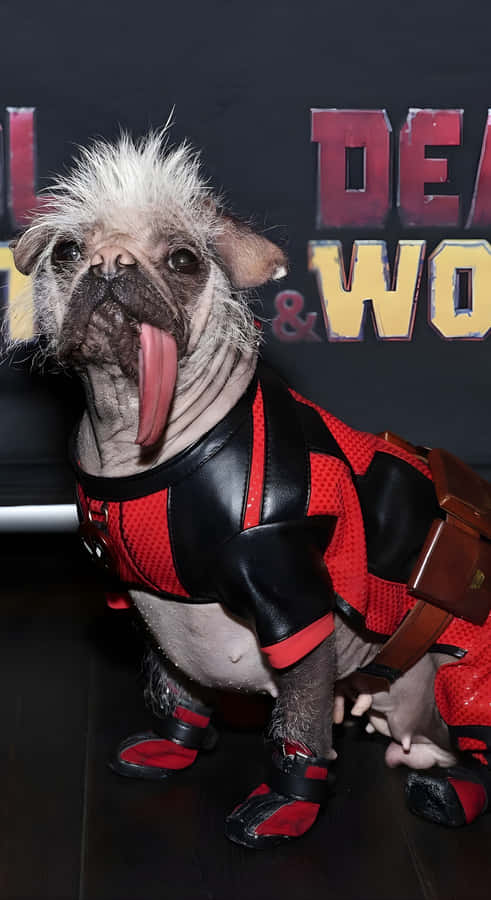 Deadpool Dog Costume Wallpaper