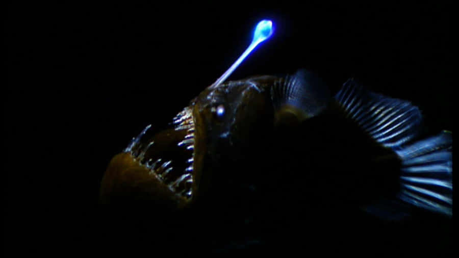 Deep Sea Anglerfish Glowing Lure Wallpaper