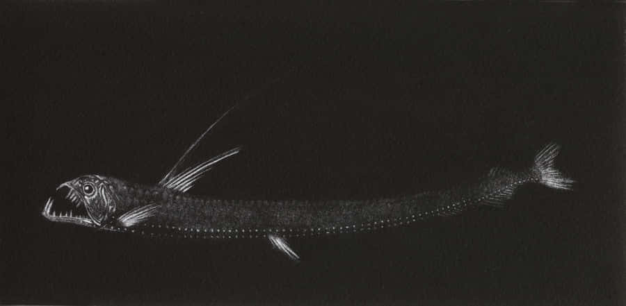 Deep Sea Viperfish Illustration Wallpaper