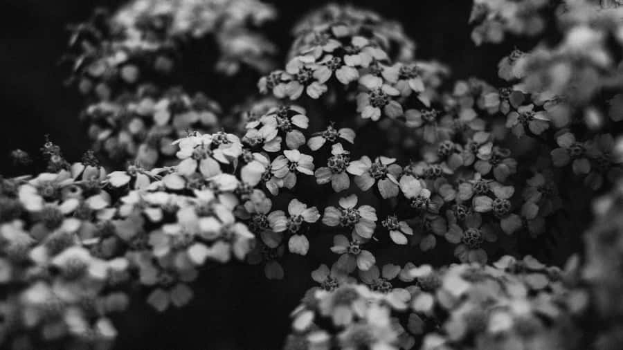 Delicate Black And White Flowers Wallpaper