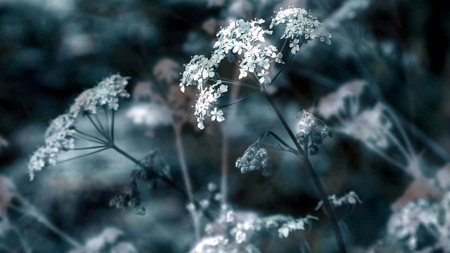 Delicate Flowers In Depth Wallpaper