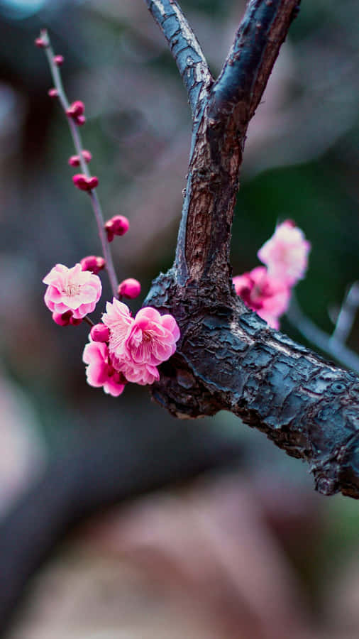 Delicate Pink Plum Blossoms Wallpaper