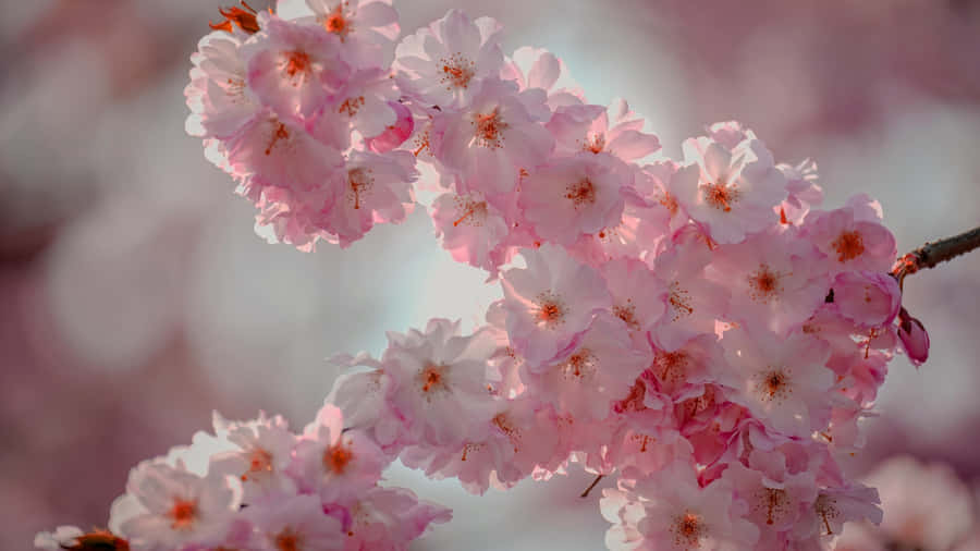 Delicate Pink Plum Blossoms Wallpaper