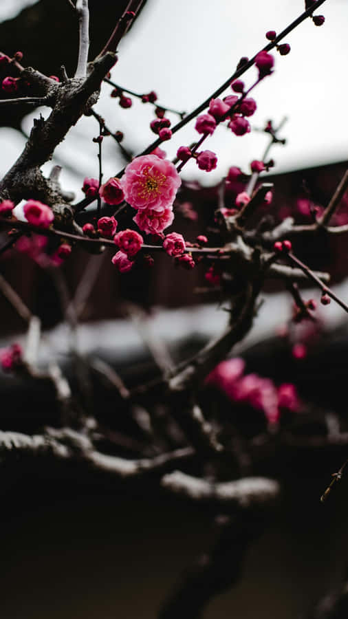 Delicate Pink Plum Blossoms Wallpaper